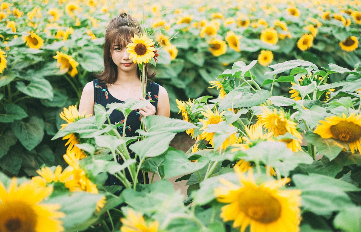 Kyoko Sunflower